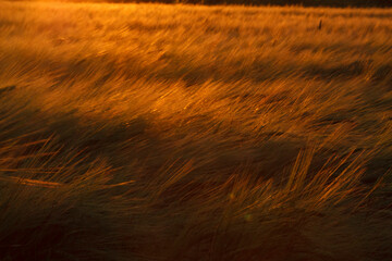 Golden Sunset Over Barley Field