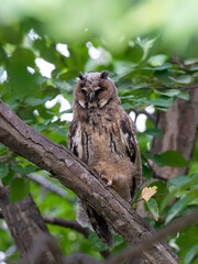 北海道　フクロウ　トラフズク　鳥　猛禽類