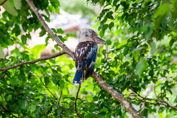 Blue-winged kookaburra kingfisher bird, Dacelo leachii, with lizard prey food meal, Mandai bird paradise sanctuary, Singapore