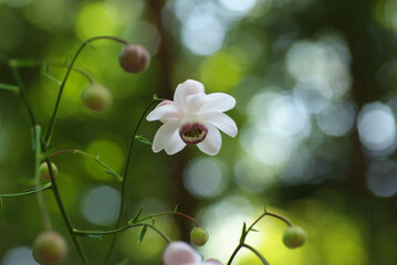 林床に咲いたレンゲショウマ一輪