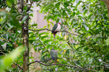 jambu fruit dove bird, Ptilinopus, Mandai bird paradise sanctuary, Asian Indonesian native avian ornithology, birding watching nature natural