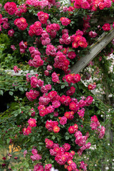 Beautiful pink rose flowers blooming on a pergola.