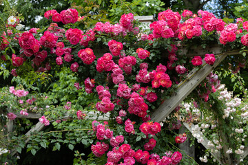 Beautiful pink rose flowers blooming on a pergola.