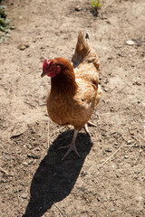 poule solitaire sur le sol de la basse-cour