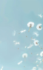 Dandelion seeds blowing in the wind on blue sky background soft pastel colors.
