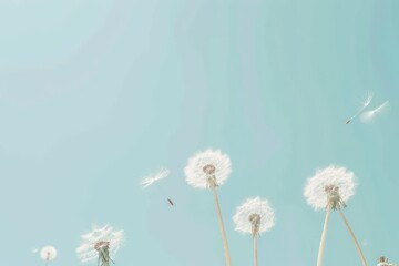 Dandelion seeds blowing in the wind on blue sky background soft pastel colors.