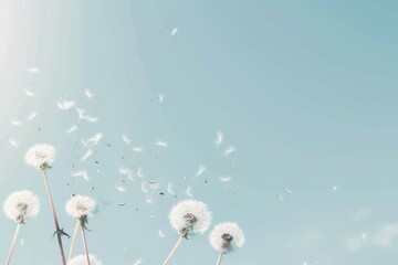 Dandelion seeds blowing in the wind on blue sky background soft pastel colors.
