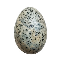 Top view of a single emu egg isolated on a white transparent background