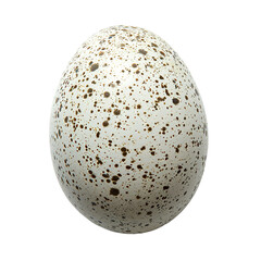 Top view of a single stork egg isolated on a white transparent background