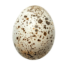Top view of a single thrush egg isolated on a white transparent background