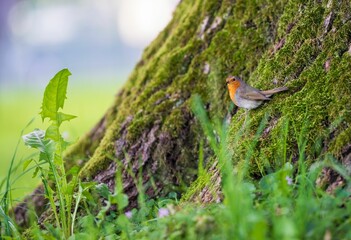 Small robin bird perched on a moss-covered tree trunk in a lush green forest.