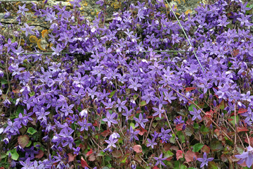 Obraz premium Trailing Bellflower plants growing on a stone wall, North Yorkshire England 