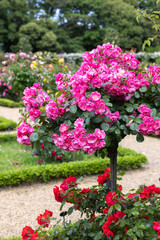 Scene of beautiful pink roses blooming in the rose garden.