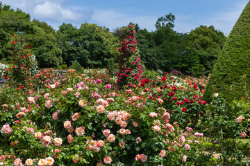 Scene of beautiful pink roses blooming in the rose garden.