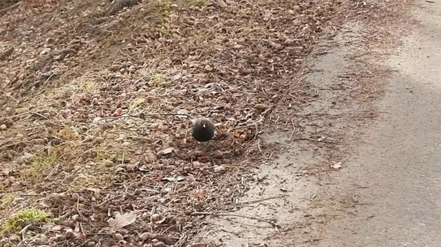 Bird Common blackbird, Turdus merula looks for food among fallen leaves and acorns on ground under trees - slow motion. Topics: season, natural environment, nature, ornithology