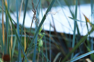 The green mantis sheds its old skin. Close-up of an insect in the grass. After molting, the green mantis turned into an adult. Mantis next to old shed skin