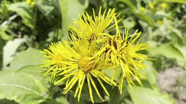Inula Helenium