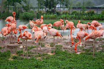 Pink flamingo flamingos birds, Mandai bird paradise sanctuary, rain rainy day, tourist attraction...