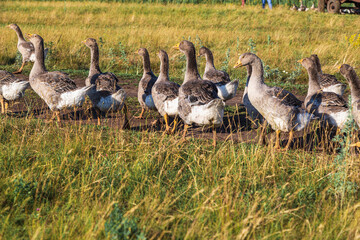 Domestic gray geese on a meadow. Gray Geese in the grass, domestic bird, flock of geese