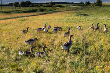 Domestic gray geese on a meadow. Gray Geese in the grass, domestic bird, flock of geese