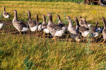 Domestic gray geese on a meadow. Gray Geese in the grass, domestic bird, flock of geese