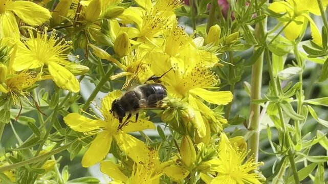 St. John's wort, Hypericum perforatum