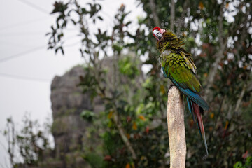 Green macaw parrot shaking off water in rain, Mandai bird paradise sanctuary Singapore, wet bedraggled feathers plumage, tourist attraction destination, animal wildlife conservation