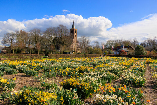 Church of the Dutch municipality of Limmen in front of a sea of daffodils in the Netherlands, Limmen, 28.3.2024