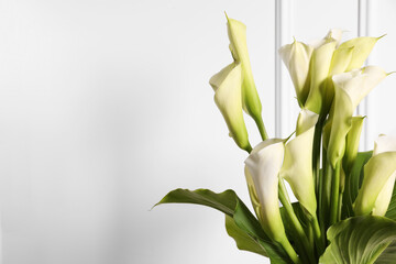 Fototapeta premium Beautiful calla lily flowers on white background, space for text