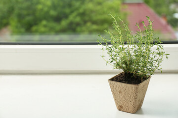 Thyme growing in peat pot on window sill. Space for text