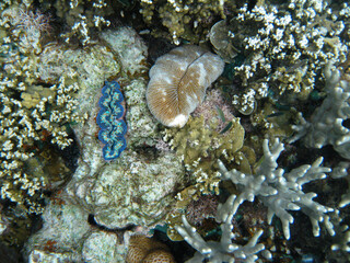 Palau tridacna maxima close up