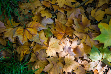 autumn leaves on the ground