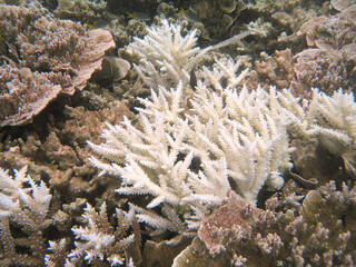 Palau corals close up
