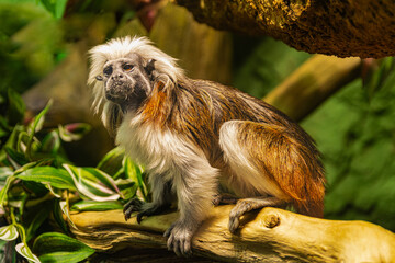 Cotton top Tamarin, (Saguinus oedipus), on a trunk, surrounded by vegetation
