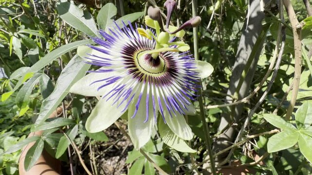 Passion flower, Passiflora, caerulea