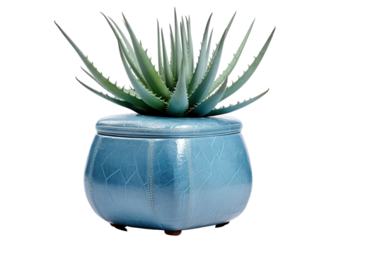 A Vibrant Green Aloe Vera Plant Flourishing in a Teal Leather Cube on a White or Clear Surface PNG Transparent Background