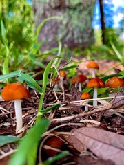 A fungus forest