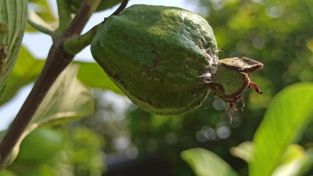 Psidium guajava unripe