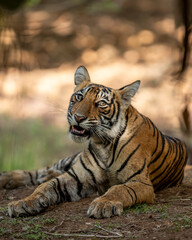 Showstopper wild female tiger cub or panthera tigris closeup with face expression and morning sunlight on half face sitting in jungle safari at Ranthambore National Park Forest Reserve Rajasthan India