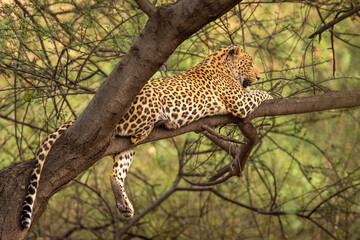 wild male leopard or panther or panthera pardus relaxing sitting on tree trunk branch in monsoon season safari and in natural scenic green background at jhalana forest reserve jaipur rajasthan india