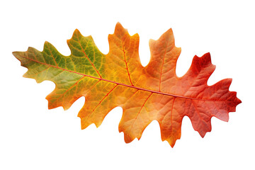 A Single Oak Leaf, Vibrant in Autumn Hues, Displays Its Intricate Veins on a White or Clear Surface PNG Transparent Background