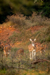 wild spotted deer or chital or axis deer family or herd or group grazing grass alert curious face expression in winter season safari ranthambore national park forest tiger reserve madhya pradesh india