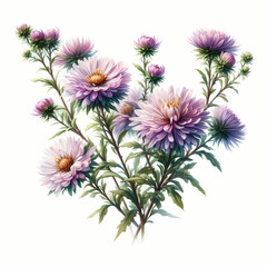 Obraz premium bouquet of aster flowers isolated