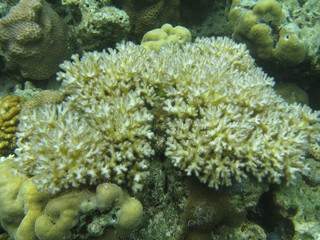 Palau corals close up