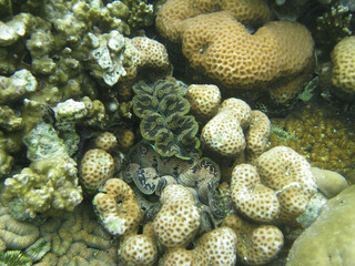 Palau tridacna  crocea close up