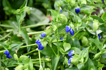 オオボウシバナのツボミ