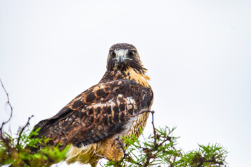 Hawk potrait , La Pampa Province, Patagonia, Argentina.