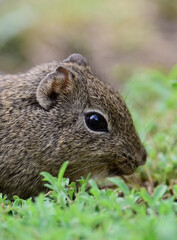 Desert Cavi, Lihue Calel National Park, La Pampa Province, Patagonia , Argentina