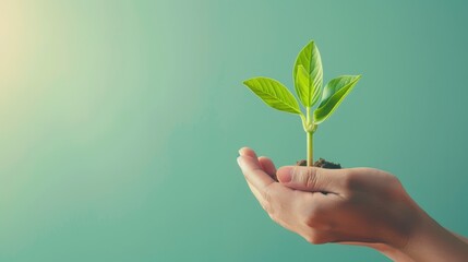 A symbolic stock image portraying business growth, with gentle hands nurturing a green plant, symbolizing care and development, against a backdrop designed for adding text or graphics.