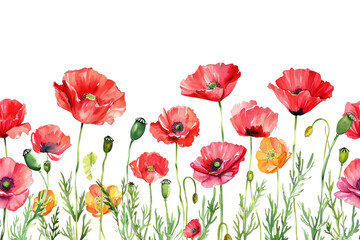 Fototapeta premium PNG Poppy flower nature plant.